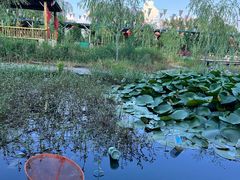 -同銮特种养殖场·龙虾垂钓