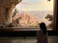 -美国自然历史博物馆