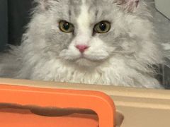 -瑞派康怡24h宠物医院·犬猫医疗中心·微创绝育(瑞景分院)