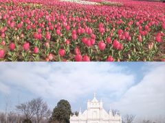 -杭州湾海上花田景区