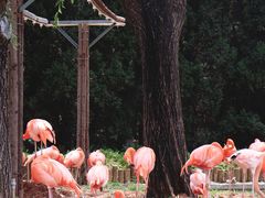 -石家庄市动物园