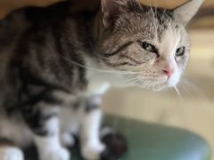 -猫小院猫主题餐厅(南锣旗舰店)