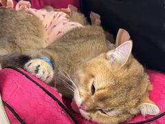 -纳吉亚猫专科动物诊疗中心(蒋宅口分院)