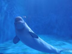 -多彩贵州城极地海洋世界