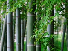 -求雨山文化公园