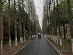 -昆山城市生态森林公园