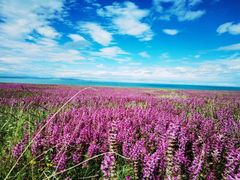 -青海湖国家重点风景名胜区