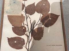 -四川大学博物馆