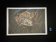 -罗红摄影艺术馆