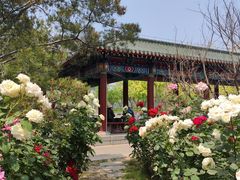 -莲花池公园