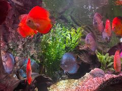 -上海海洋水族馆