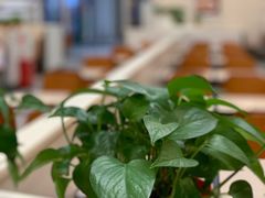 -乡村基(南坪上海城店)