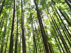 -山王坪喀斯特国家生态公园