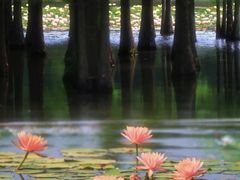 -白鹭湾湿地公园