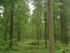 -黄海国家森林公园