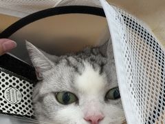 -爱妮康宠物医院·干细胞免疫细胞·肿瘤·心脏(张江店)