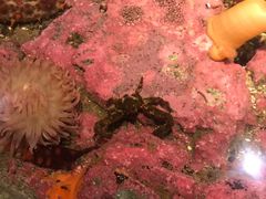 -西雅图水族馆