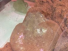 -正佳雨林生态植物园