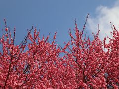 -杭州植物园