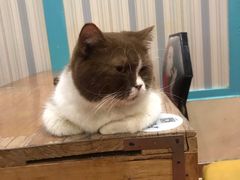 -猫小院猫主题咖啡厅(北锣店)