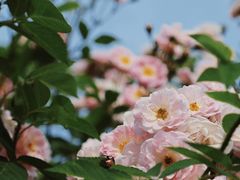 -天鹅湖体育公园
