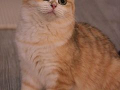 -猫大福·Fortune Cat猫舍(百子湾店)