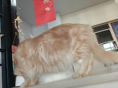 -猫小院猫主题餐厅(南锣旗舰店)