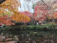 -秋霞圃