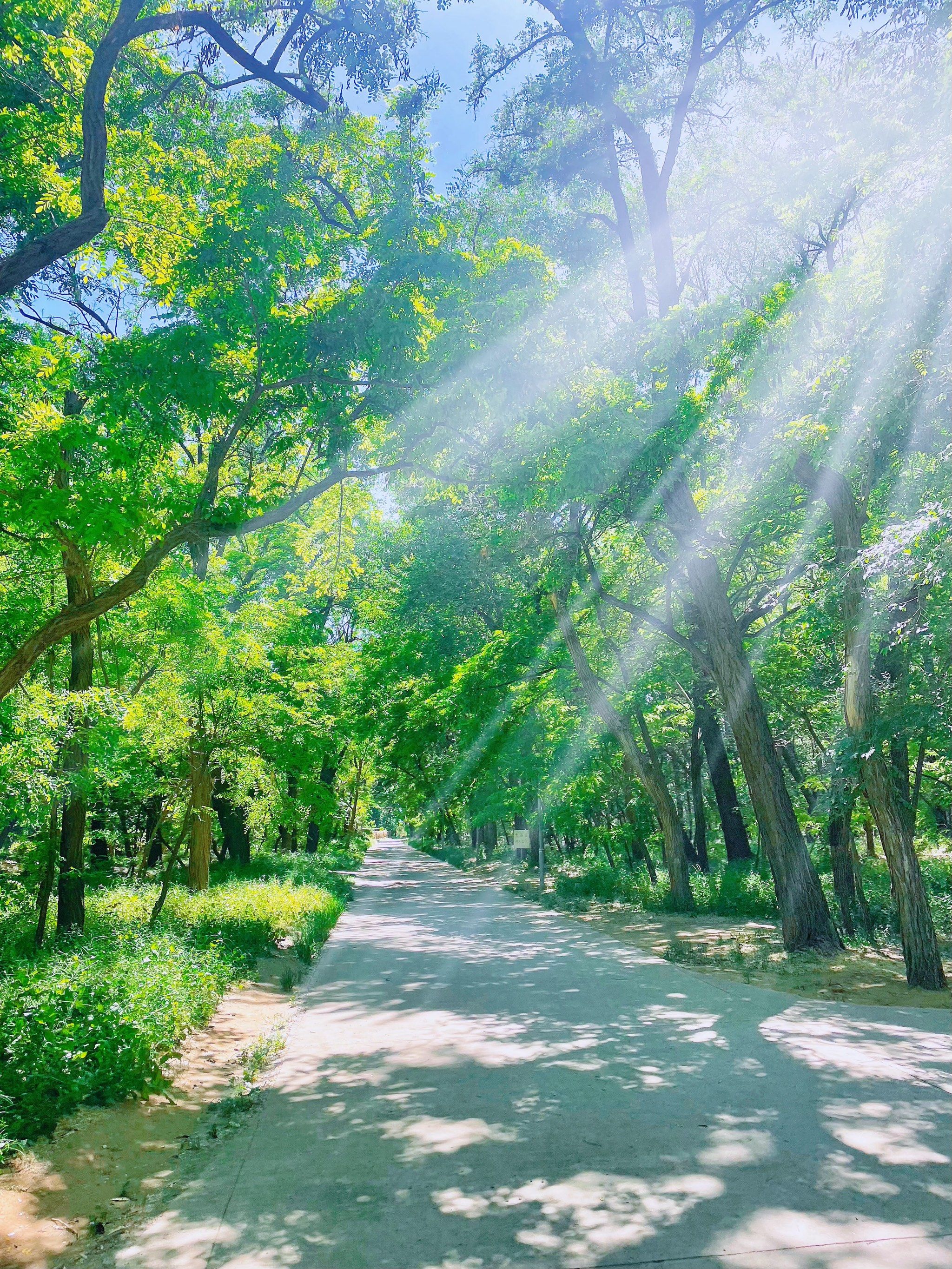 满眼的绿色植被,眼睛被治愈了,心情放松了