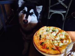 -百好乐宠物友好餐厅(朝外大街店)