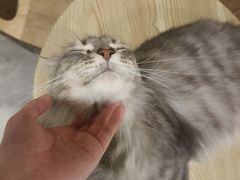 -楼上猫咖(罗湖店)