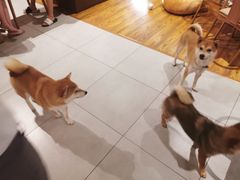 -柴务处·柴犬主题狗咖