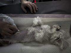 -谐和益家动物医院·免疫绝育·血液透析·宠保定点医院(高新伊藤分院)