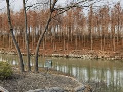 -合肥滨湖国家森林公园