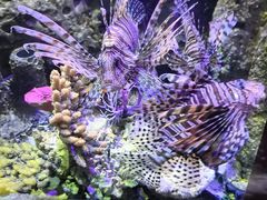 -太平洋海底世界