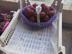 -马陆小张葡萄园农家乐