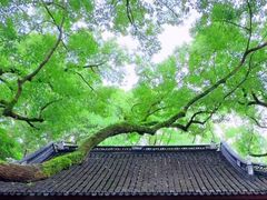 -上海醉白池公园