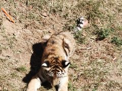 -西霞口神雕山野生动物世界