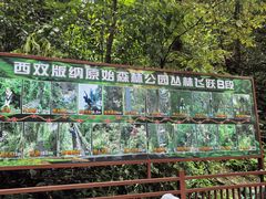 -西双版纳原始森林公园