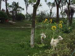 -上海滴水湖皇冠假日酒店