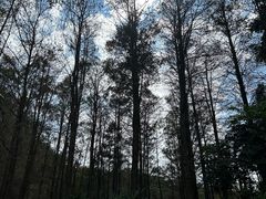 -深圳仙湖植物园