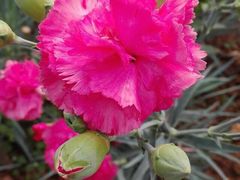-松山湖梦幻百花洲