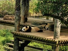 -中国大熊猫保护研究中心雅安碧峰峡基地