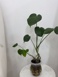 -OAE日式皮肤管理お肌の