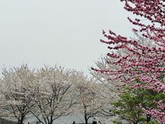 -武汉大学-樱园