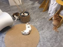 -More Fun猫咖 二十只万元加菲主题