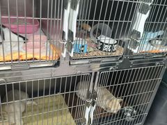 -瑞派宠物医院·犬猫全科·猫友好(宾水西道店)