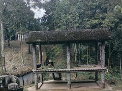 -中国大熊猫保护研究中心雅安碧峰峡基地