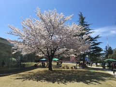 -金泽21世纪美术馆