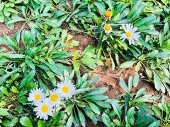 -钰田大院·怀柔地道农家菜·烤虹鳟鱼(雁栖湖店)